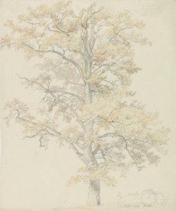 Querce con foglie autunnali, Milicz da Johan Christian Dahl