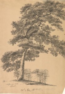 Pino da Johan Christian Dahl