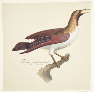 Uccello da Johan Christian Ernst Walter