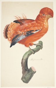 Gallo di roccia da Johan Christian Ernst Walter