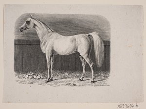 Un cavallo