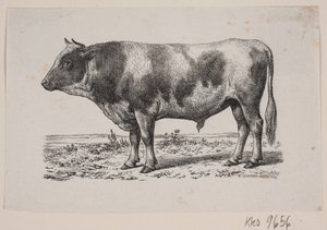 Un toro da Johan Frederik Rosenstand