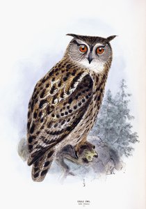 Gufo reale da Johan Gerard Keulemans