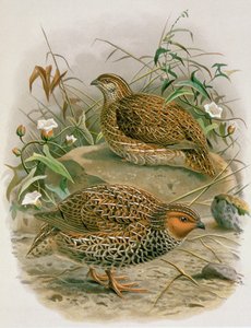 Quaglia della Nuova Zelanda, illustrazione da 