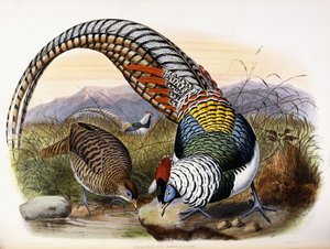 Thaumalea Amherstiae da Johan Gerard Keulemans
