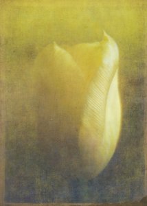 Tulipano da Johan Lilja