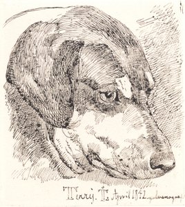 Danese: Testa di cane, Terry