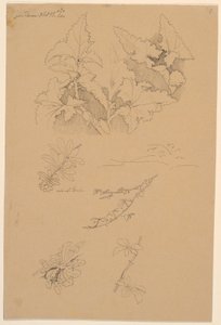 Studi di foglie e fiori