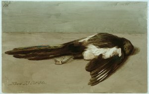 Una gazza morta