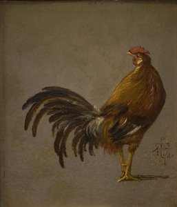 Un gallo