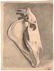 Cranio di cavallo