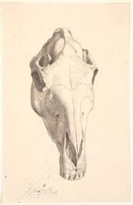 Cranio di cervo da Johan Thomas Lundbye