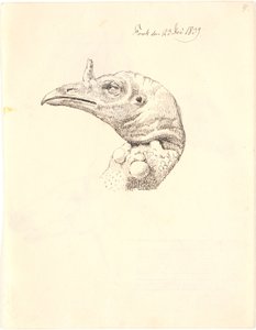 Testa di una tacchina morta da Johan Thomas Lundbye