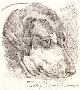 Testa di cane, Terry da Johan Thomas Lundbye