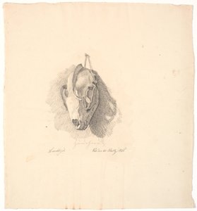 Cranio di cane