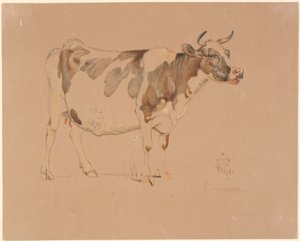 Mucca pezzata in piedi