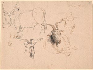 Studio di un bue e due studi di teste di capra e uno di una capra sdraiata da Johan Thomas Lundbye
