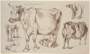 Foglio di studio da Vognserup. Vari studi di una mucca da Johan Thomas Lundbye