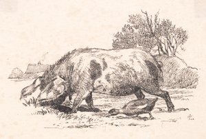 Il maiale e l