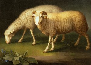 Un ariete e pecore da Johan Wenzel Peter