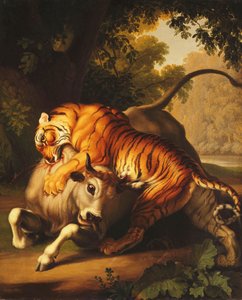 Una tigre che attacca un toro, 1785 da Johan Wenzel Peter