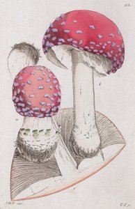 Amanita muscaria, 1804-1811 da Johan Wilhelm Palmstruch