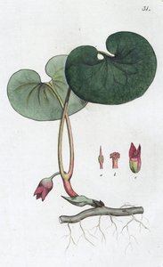 Asarabacca, Asarum europaeum, 1804-1811 da Johan Wilhelm Palmstruch