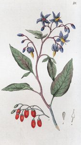 Amara Dulcamara da Johan Wilhelm Palmstruch