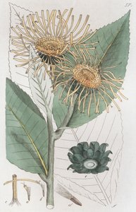 Enula campana Inula helenium, 1804-1811 da Johan Wilhelm Palmstruch