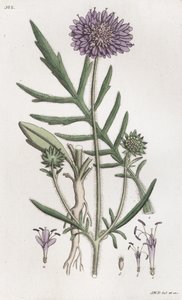 Scabiosa arvensis da Johan Wilhelm Palmstruch