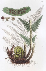 Felce Maschio Dryopteris filix-mas, 1804-1811