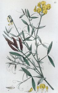 Cicerchia dei prati Lathyrus pratensis, 1804-1811 da Johan Wilhelm Palmstruch