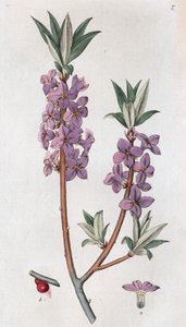 Mezereon Daphne mezereum da Johan Wilhelm Palmstruch