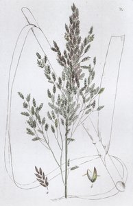 Poa acquatica, 1804-1811
