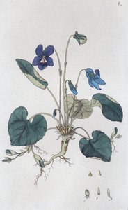 Viola odorata da Johan Wilhelm Palmstruch
