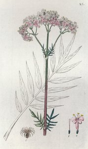 Valeriana Valeriana officinalis