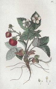 Fragola selvatica Fragaria vesca da Johan Wilhelm Palmstruch