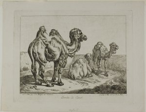 Dromedario e cammello da Johann Adam Klein