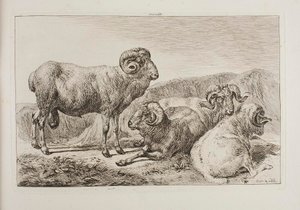 Arieti merino da Johann Adam Klein