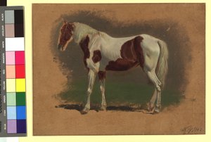 Pferdestudie da Johann Adam Klein