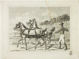Scuola di equitazione e cavalli