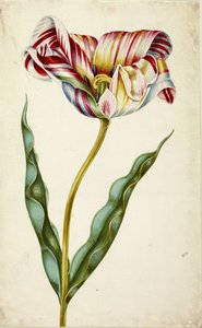 Tulipano