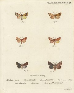 Falena gialla barrata, Tileacea aurago 1-4, e falena d