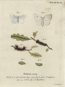 Falena V nera, Arctornis l-nigrum da Johann Carl Bock