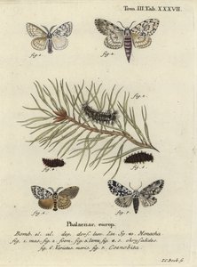Falena nera e falena gufo da Johann Carl Bock