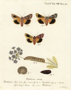 Falena gialla a bordi larghi, Noctua fimbriata. Incisione a mano colorata su rame di Johann Carl Bock dopo Die Schmetterlinge in Abbildungen nach der Natur di Eugenius Johann Christoph Esper, Erlangen da Johann Carl Bock