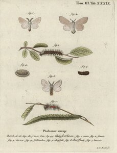 Falena coda marrone, Euproctis chrysorrhoea da Johann Carl Bock