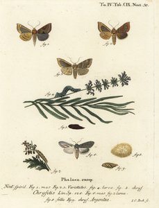 Falena ottone lucido, Diachrysia chrysitis 1-5, e squalo verde argentato, Cucullia argentea 6-9. Incisione su rame colorata a mano di Johann Carl Bock dopo Die Schmetterlinge in Abbildungen nach der Natur di Eugenius Johann Christoph Esper, Erlangen da Johann Carl Bock
