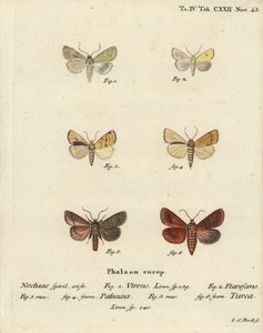 Burren verde, Calamia tridens, salice, Xanthia icteritia, salice a strisce angolari, Enargia paleacea, e doppia linea, Mythimna turca. Incisione a mano colorata su rame di Johann Carl Bock dopo Die Schmetterlinge di Eugenius Johann Christoph Esper da Johann Carl Bock