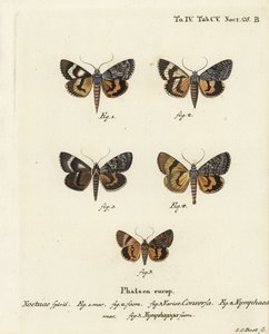 Catocala conversa 1-3, Catocala nymphaea 4, e ala gialla della quercia, Catocala nymphagoga 5. Incisione a mano colorata su rame di Johann Carl Bock da Johann Carl Bock